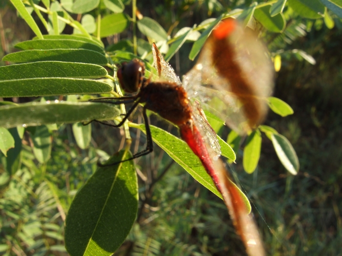 Sympetrum pedemontanum m.